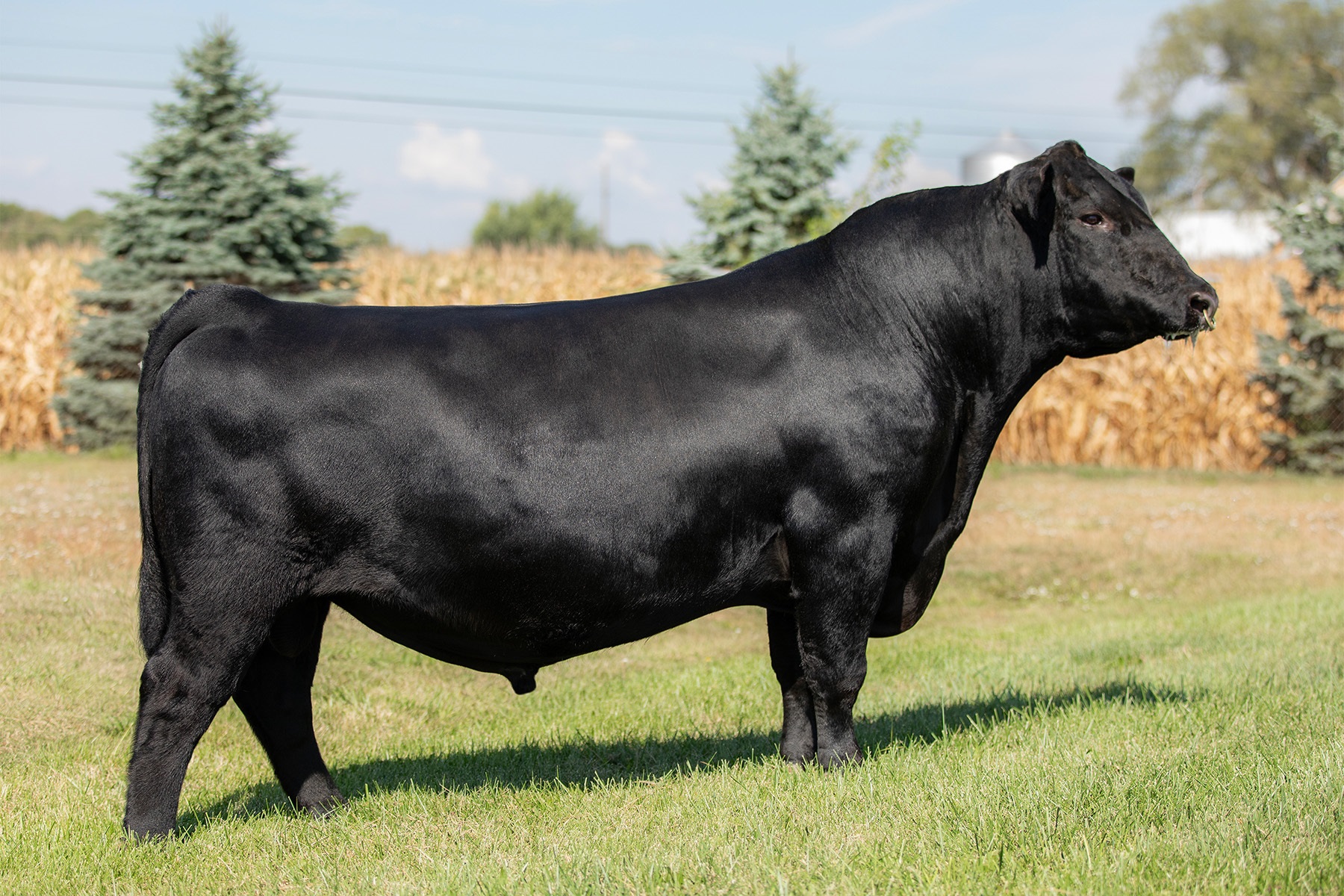 Champion Angus Bulls