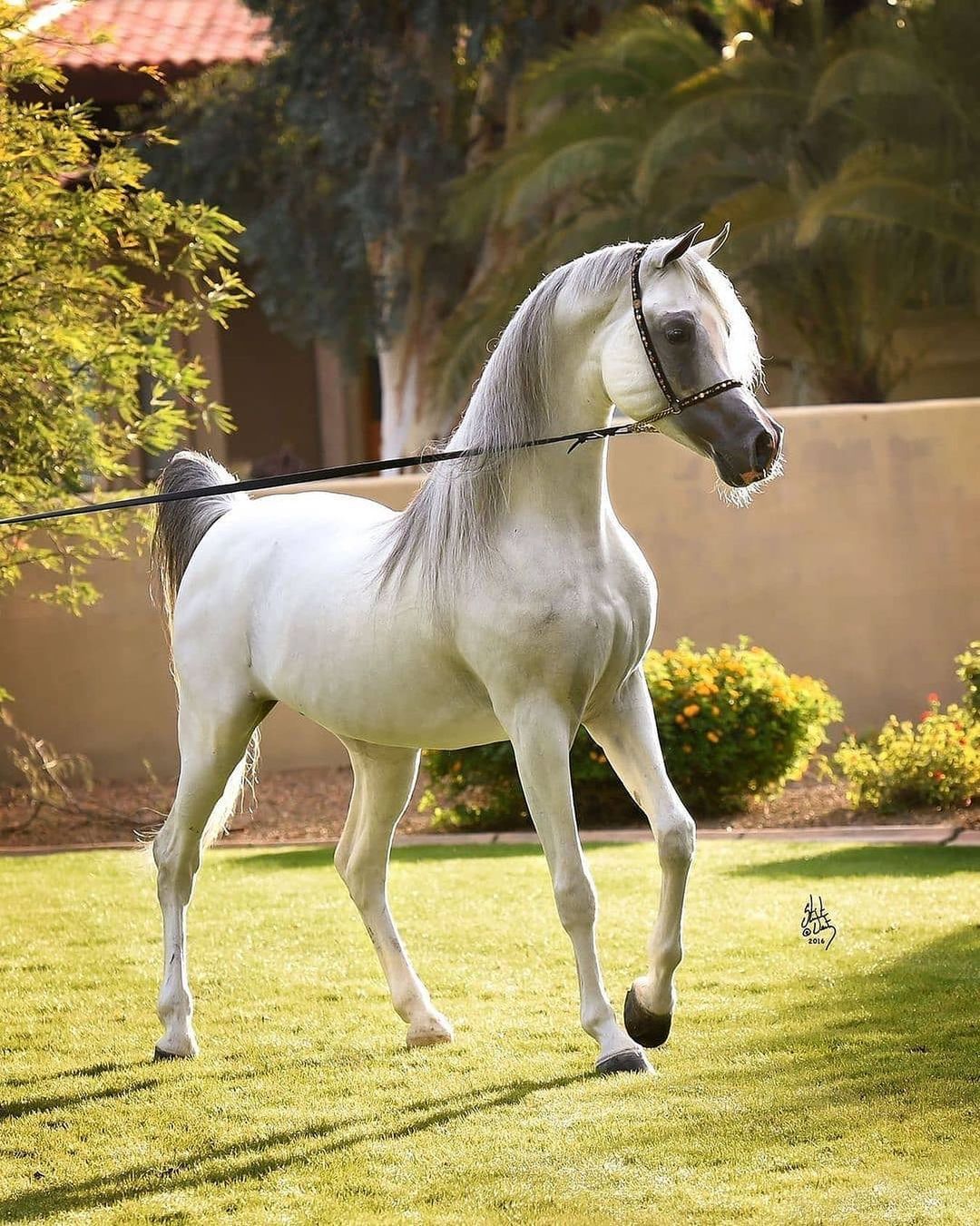 Arabian Show Horses
