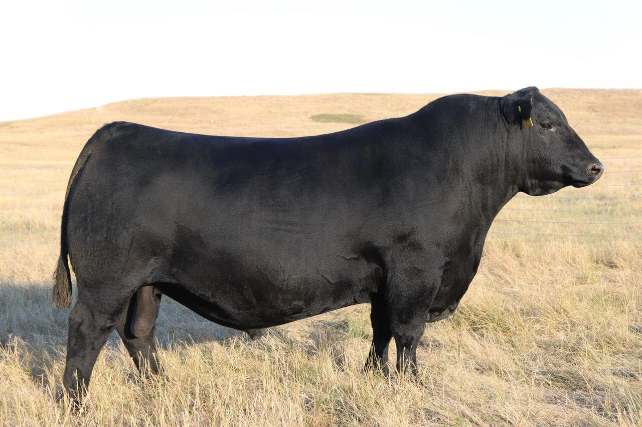 SAV America 8018 Angus Bull