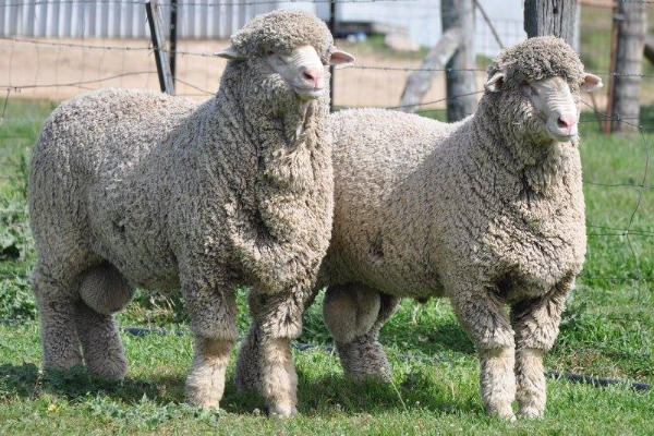 Heritage Merino Sheep