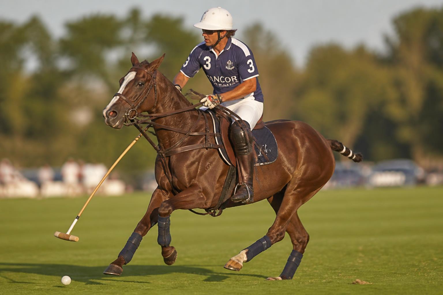 Champion Polo Ponies